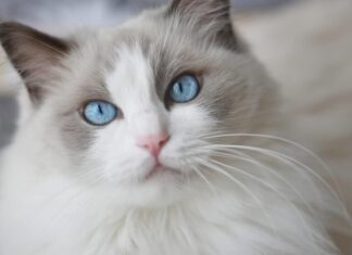 Gatto Ragdoll