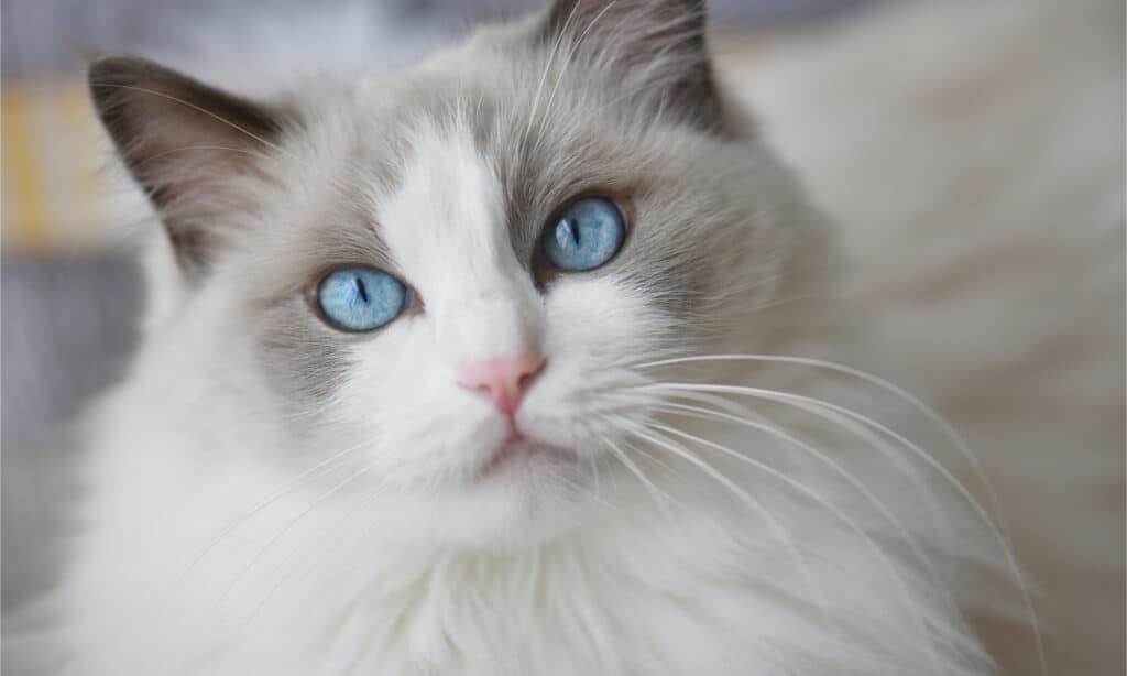 Gatto Ragdoll