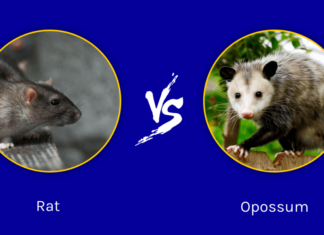 Ratto vs Opossum: quali sono le differenze?
