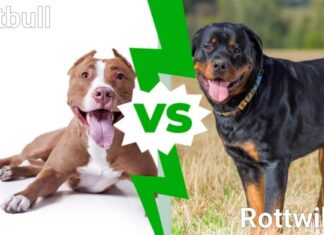 Pitbull contro Rottweiler