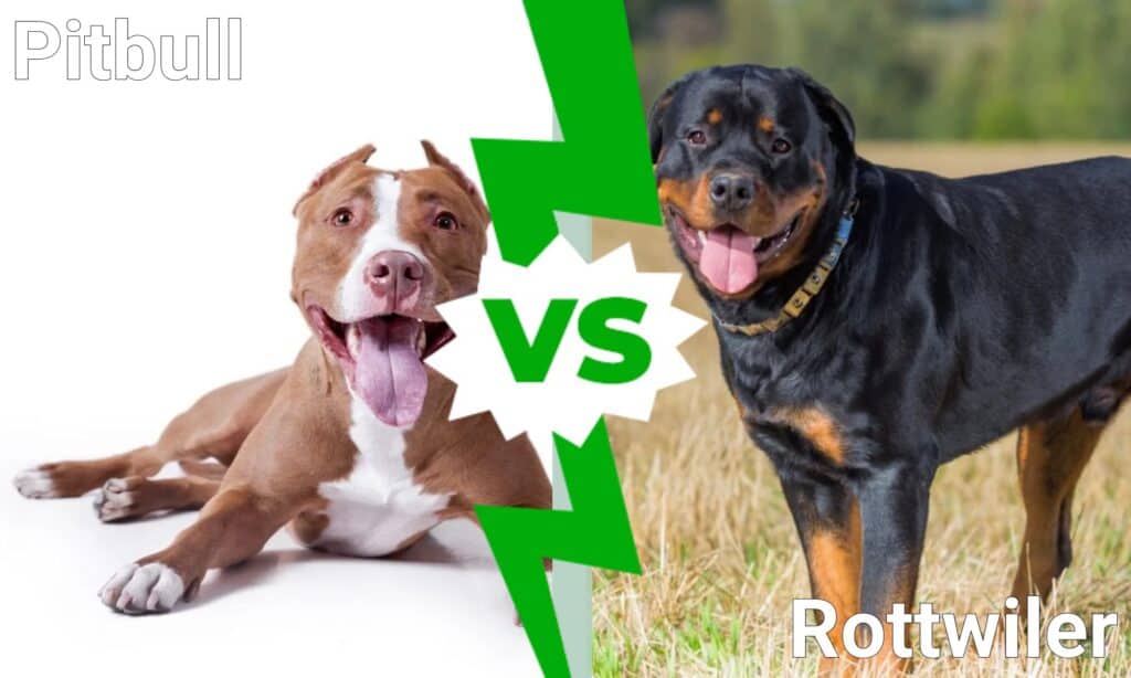 Pitbull contro Rottweiler