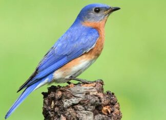 Maschio di uccello azzurro orientale (Sialia sialis) su un trespolo con uno sfondo verde