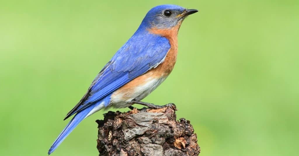 Maschio di uccello azzurro orientale (Sialia sialis) su un trespolo con uno sfondo verde