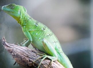 Le migliori lucertole: Basilisco verde