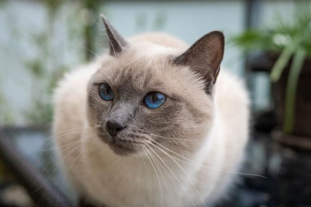 gatto siamese a pelo corto blue point