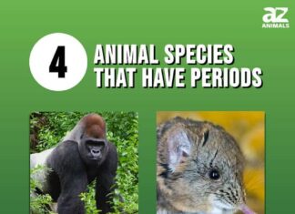 Immagine grafico di 4 specie animali che hanno il ciclo mestruale