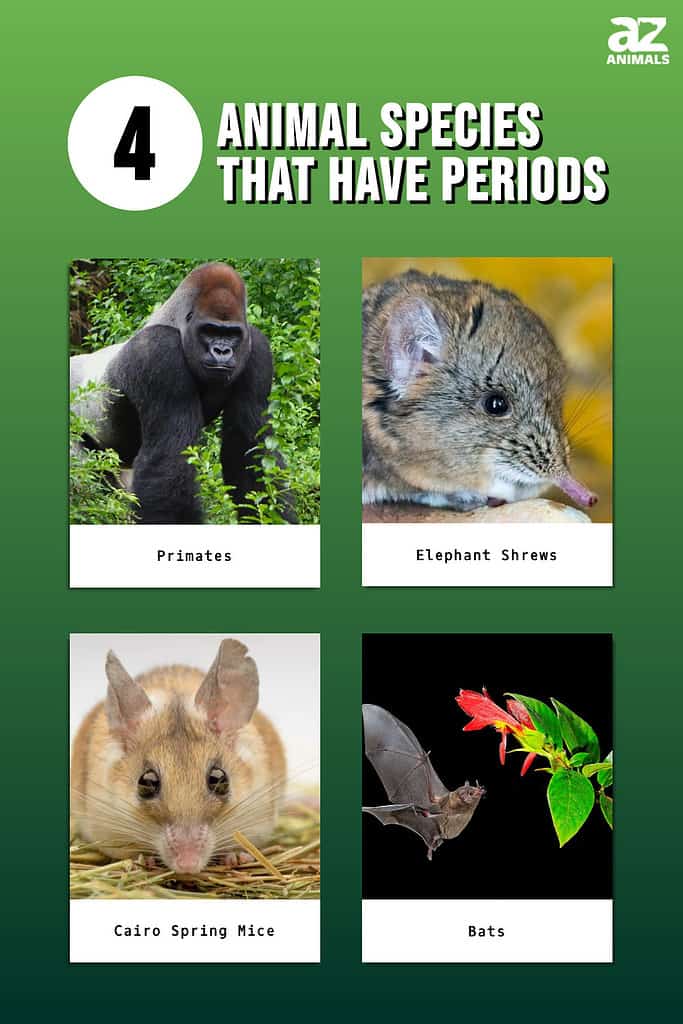 Immagine grafico di 4 specie animali che hanno il ciclo mestruale