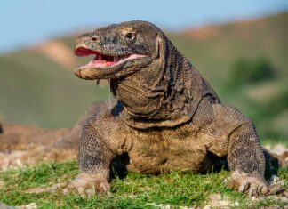 Il drago di Komodo alzò la testa e aprì la bocca. Nome scientifico: Varanus komodoensis, è la più grande lucertola vivente del mondo. Habitat naturale. Isola Rinca. Indonesia.