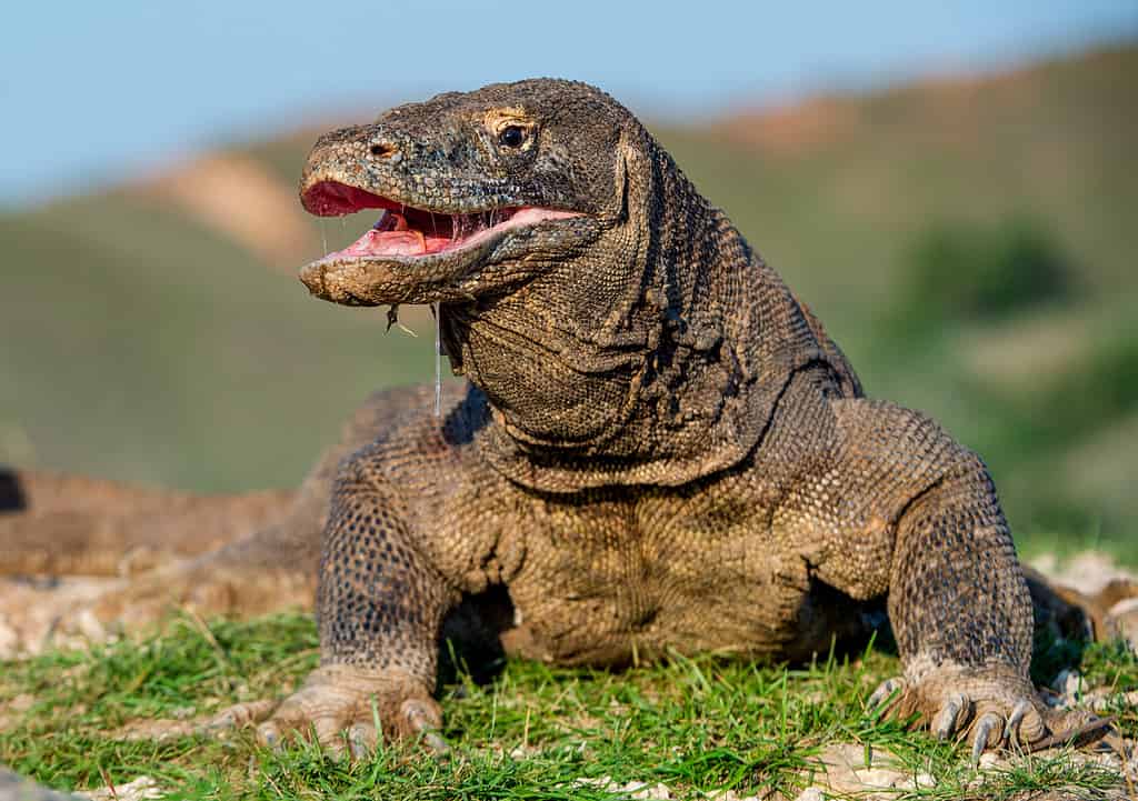 Il drago di Komodo alzò la testa e aprì la bocca. Nome scientifico: Varanus komodoensis, è la più grande lucertola vivente del mondo. Habitat naturale. Isola Rinca. Indonesia.