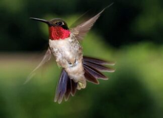 Colibrì gola di rubino maschio in volo.