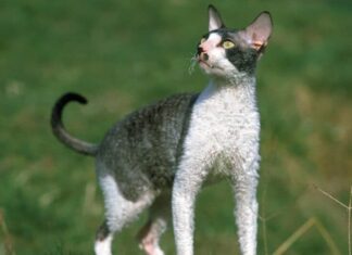 Cornish rex grigio e bianco nell'erba