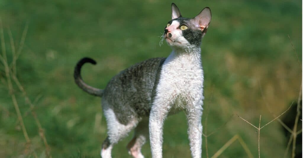 Cornish rex grigio e bianco nell'erba