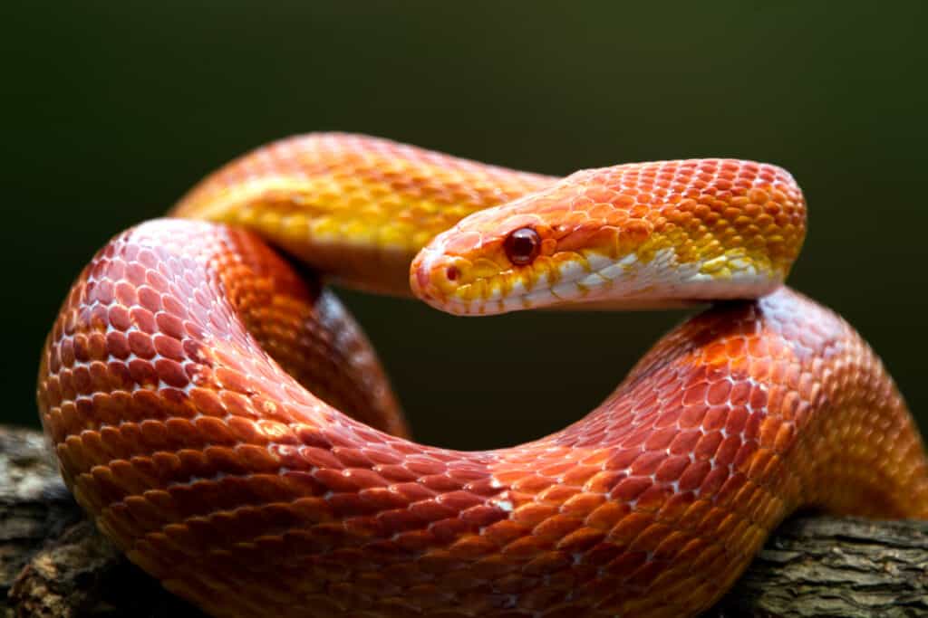 serpente del grano