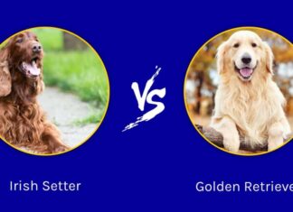 Setter irlandese contro Golden Retriever