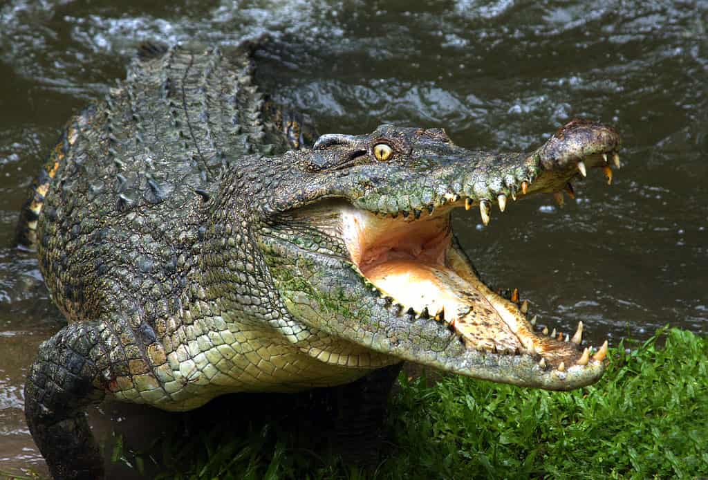 Essere attaccati da un coccodrillo in un sogno di solito presagisce buona fortuna