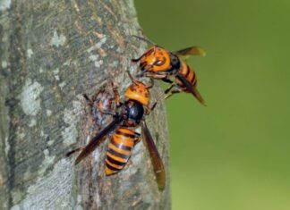 Specie invasive negli Stati Uniti: il grande elenco degli animali invasivi più comuni
