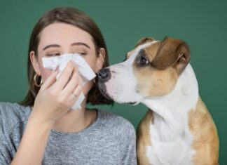 perché gli occhi del mio cane sono rossi?