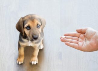 Proprietario che dà una pillola a un cucciolo