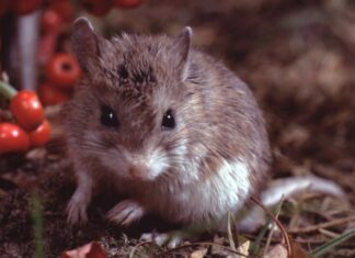 Piccoli topi cavalletta del nord nel nido (Onychomys Leucogaster)