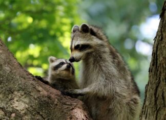 I procioni hanno artigli che consentono loro di arrampicarsi efficacemente sugli alberi