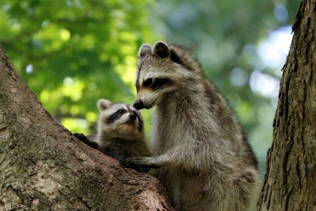 I procioni hanno artigli che consentono loro di arrampicarsi efficacemente sugli alberi