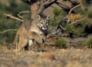 I puma possono raggiungere gli 80 km/h in brevi tratti.