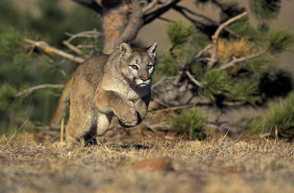 I puma possono raggiungere gli 80 km/h in brevi tratti.