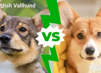 Vallhund svedese contro Corgi