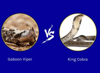 Vipera del Gabon e cobra reale: qual è la differenza?
