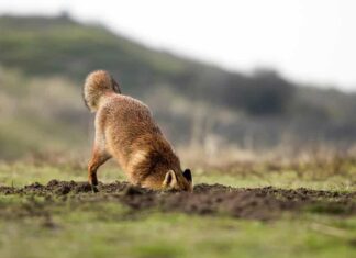 Volpe rossa che scava una buca in un parco nazionale