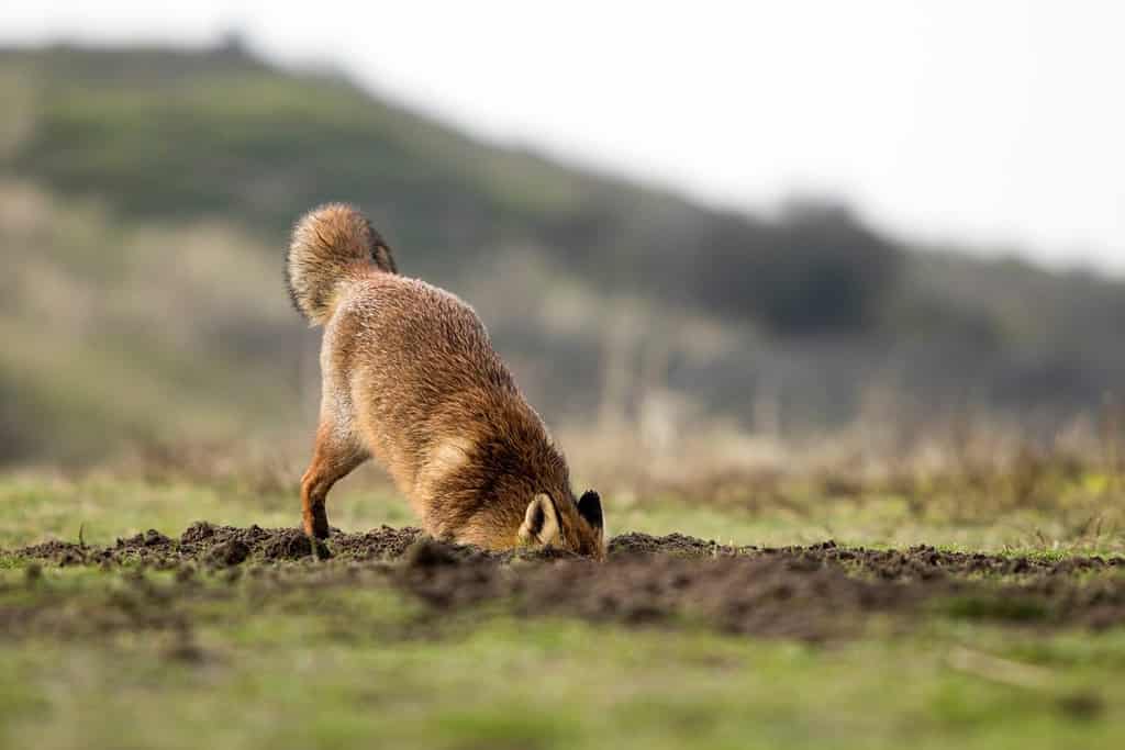 Volpe rossa che scava una buca in un parco nazionale