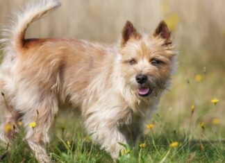 Tipi di cani terrier