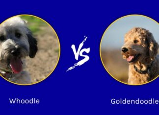 Whoodle vs Goldendoodle: quali sono le differenze?
