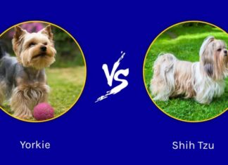 yorkie contro shih tzu