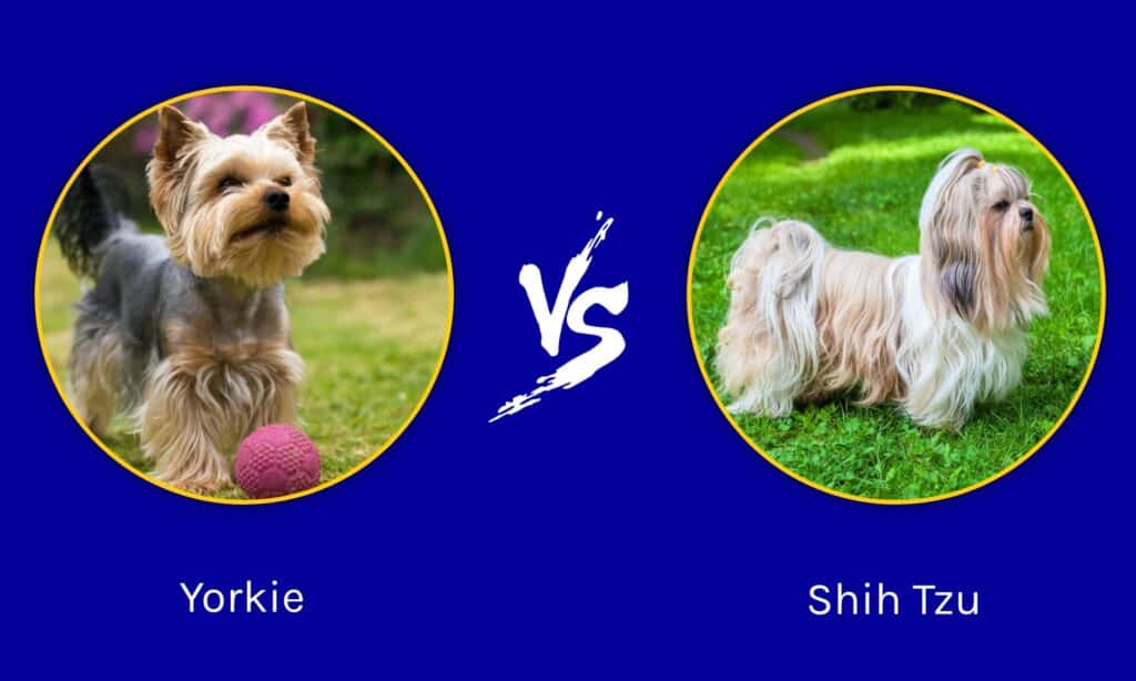 yorkie contro shih tzu