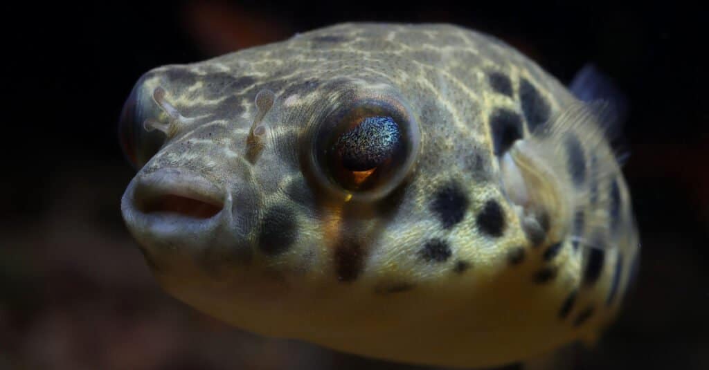 Pesce palla d'acqua dolce - Pesce palla del Congo