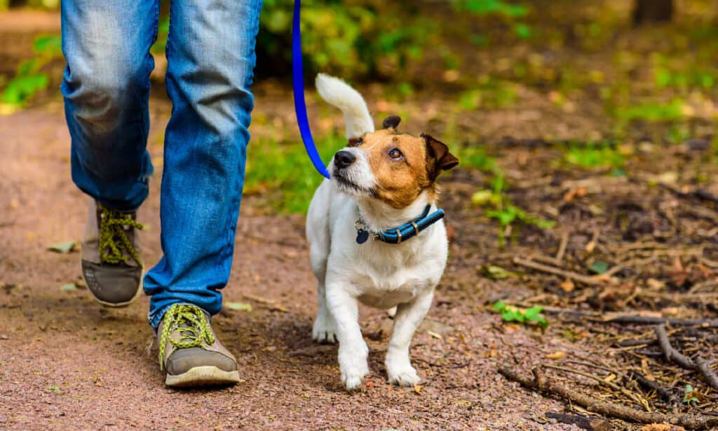 Cane, cane che cammina, cammina, fa escursionismo, guinzaglio