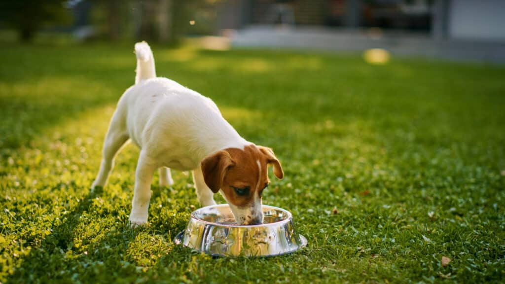 cibo per cuccioli iams