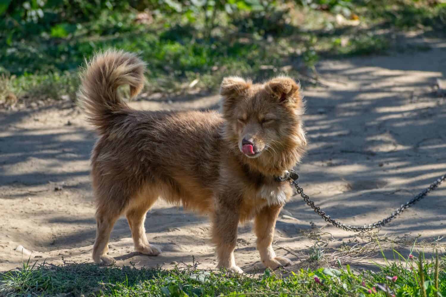 Un primo piano di un cane Alopekis con un collare