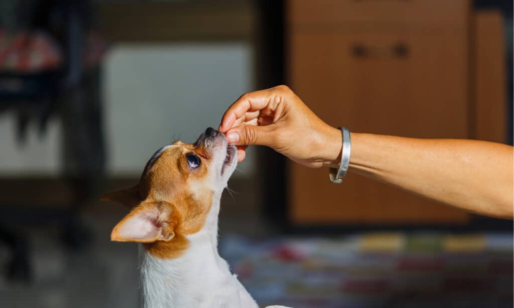 Immunità alle allergie da petonestia