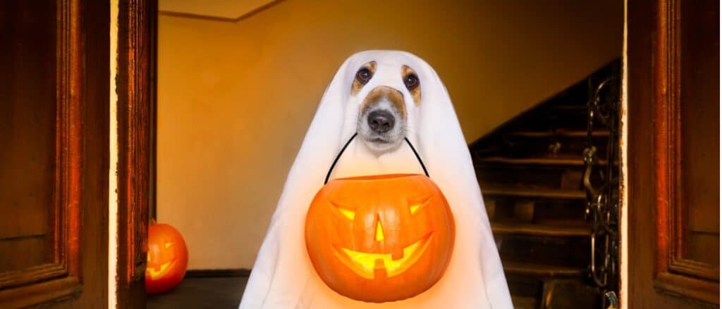 Un cane fa dolcetto o scherzetto vestito da fantasma.