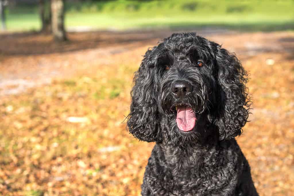 Labradoodle nero cane barboncino labrador pet seduto fuori guardando in attesa avviso guardando caldo felice eccitato bianco ansimante sorridente e fissando la fotocamera