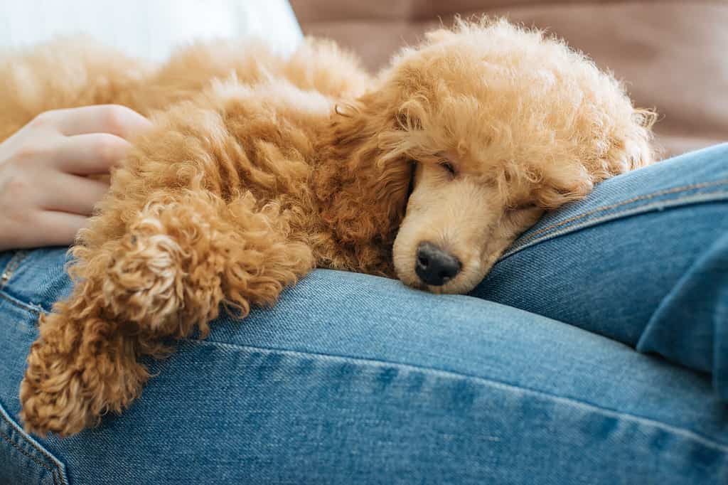 La ragazza sta riposando con un cane sulla poltrona di casa.