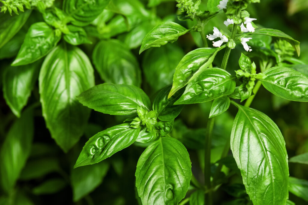 Piante verdi di basilico dolce con fiori in crescita.