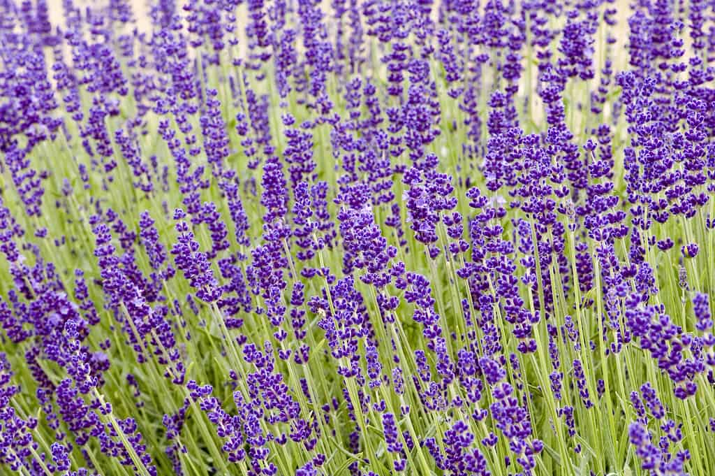 Campo di lavanda 'Hidcote'