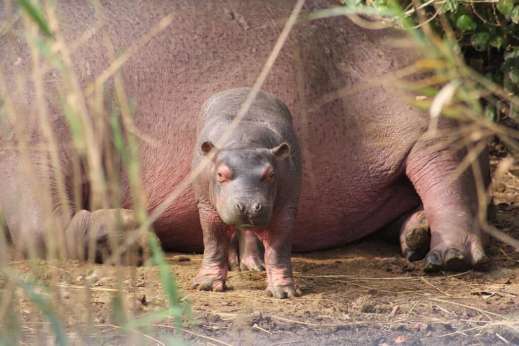 Cucciolo di ippopotamo con la madre