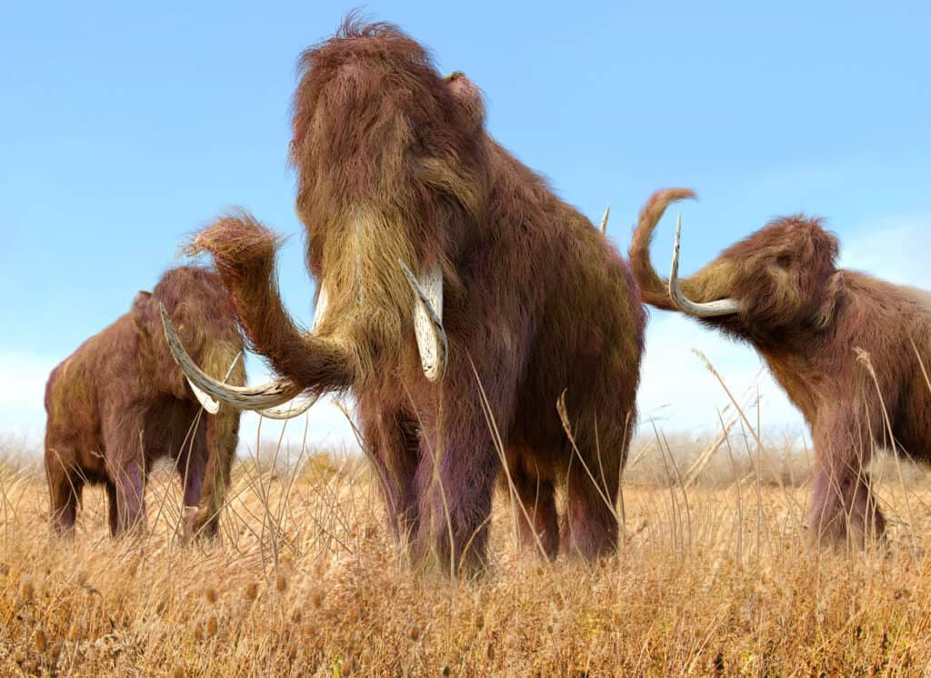 Mammut lanoso (Mammuthus primigenius)