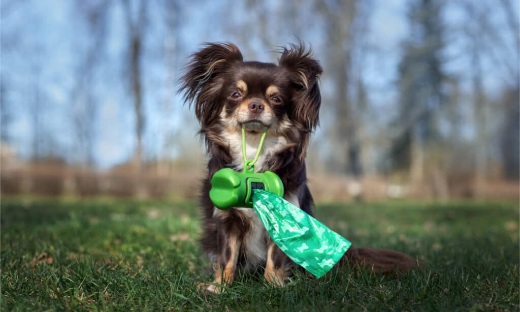 Chihuahua con contenitore per sacchetti per la cacca