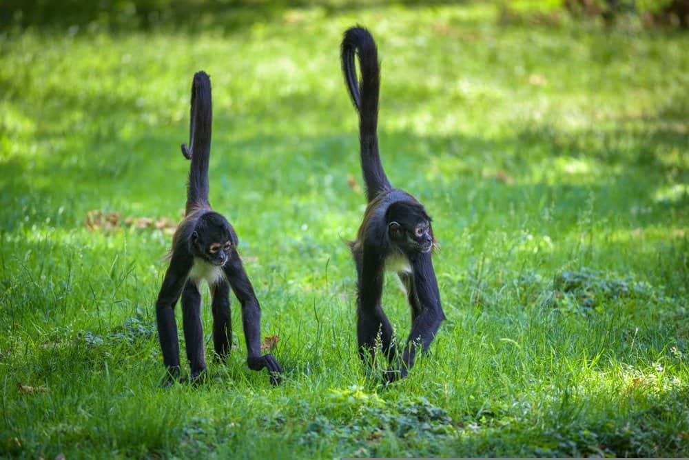 Scimmie ragno che camminano nell'erba