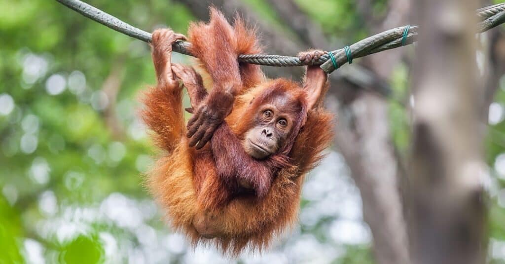 giovane orangutan appeso all'albero